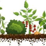 Resultado de imagen para soberania alimentaria